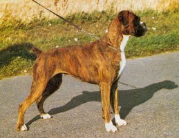 CH Moljon Dream Again of Marbelton - Standing - Right Side - Photo taken from Dog World Annual 1984, Page 36