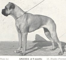 Panfield Amanda - Photo from The Dog World Annual 1942, Page 125