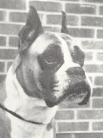 Rainey-Lane Sirocco aged 7 years old - Head Shot - Photo from Dog World Annual 1964, Page 8