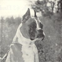 Rainey-Lane Sirrocco aged 8 years old - Head Shot - Photo from Dog World Annual 1965, Page 29
