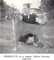 Rainey-Lane Sirrocco as a puppy, before leaving America - Photo from Dog World Annual 1962, Page 38