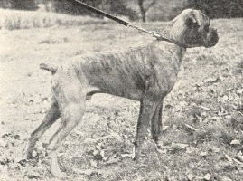 Stainburndorf Jaguar - Aged 6 Months - Photo from Our Dogs, 18 Dec 1942, Pg 39