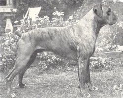Stainburndorf Jaguar - Photo from The Dog World Annual 1947, Page 29