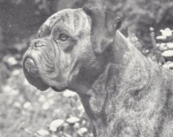 Stainburndorf Jaguar - Photo from The Dog World Annual 1947, Page 29