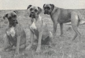 Stainburndorf Wendy, S. Vanda and S. Viola - Taken from Our Dogs Christmas 1952, Pg 77