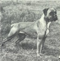 Stainburndorf Vanda - Taken from Supplement to OUR DOGS 16 Dec 1938, Page 74