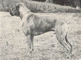 Stainburndorf Zulu - Left Side - Photo from Our Dogs, 18 Dec 1942, Pg 39