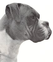 CH Starmark Mike - Head Shot - Photo from Dog World Annual 1969, Page 85