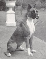 Wardrobes Jelhart's Mack The Knife - Front Right View - Photo from Dog World Annual 1963, Page 33