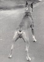 Wardrobes Jelhart's Mack The Knife - Rear View - Photo from Dog World Annual 1963, Page 33