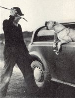 Zunftig von Dom - "Protecting his owner's car" - Taken from OUR DOGS Christmas 1948, Page 19