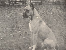 Zunftig von Dom - Photo from Supplement to OUR DOGS, 15 December 1939, Page 23